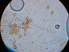 Mallocybe leucoblema
