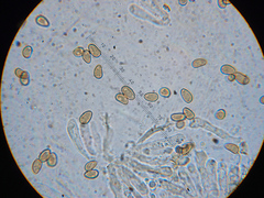 Mallocybe leucoblema