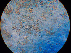 Mallocybe leucoblema