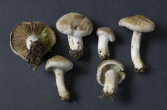 Mallocybe leucoblema