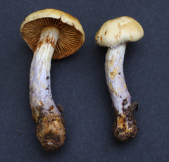Cortinarius collinitus