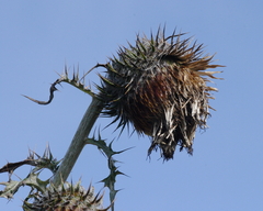 Cirsium subcoriaceum image