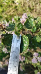 Ceanothus impressus nipomensis