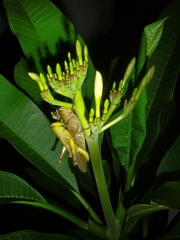 Valanga