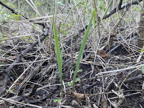 Drimia indica (Drimia zambesiaca)