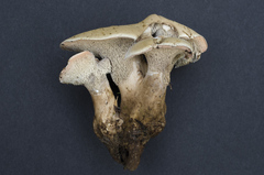 Phellodon violascens