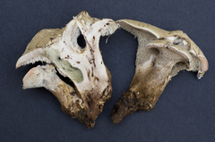 Phellodon violascens