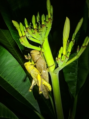 Valanga