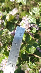 Ceanothus impressus nipomensis