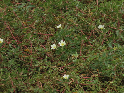 Image of Ludwigia adscendens by (c) chiuluan, some rights reserved (CC BY)