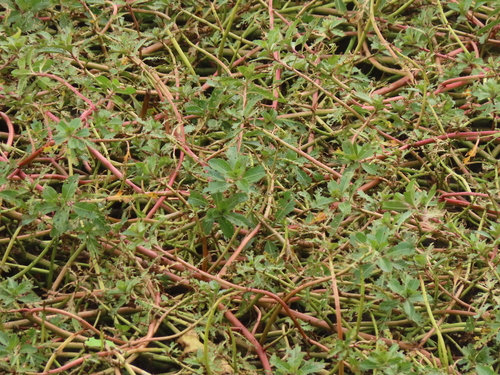 Image of Ludwigia adscendens by (c) chiuluan, some rights reserved (CC BY)
