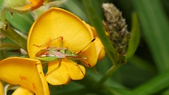 Pseudopantilius australis