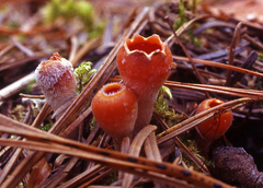 Microstoma protractum