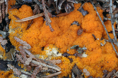 Byssonectria terrestris