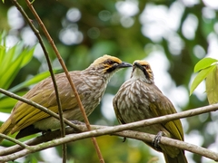 Pycnonotus zeylanicus