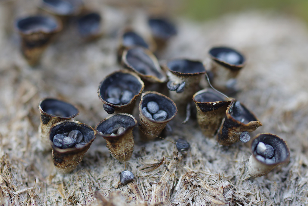 Cyathus pygmaeus