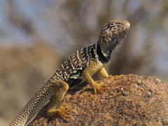 Crotaphytus vestigium