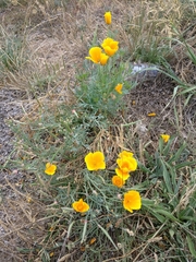 Eschscholzia californica