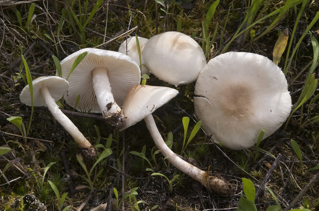 dune dapperling