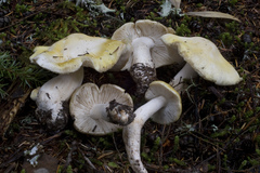 Tricholoma arvernense
