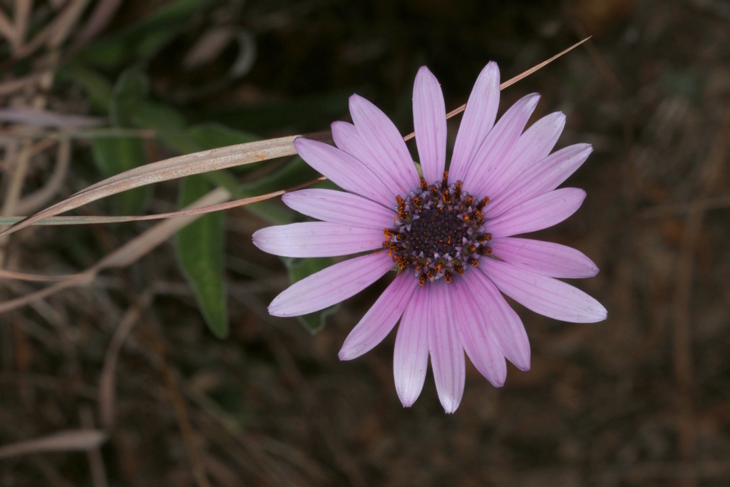 showy-rain-daisy-from-rietvallei-377-jr-pretoria-0181-south-africa