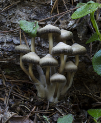 Mycena overholtsii