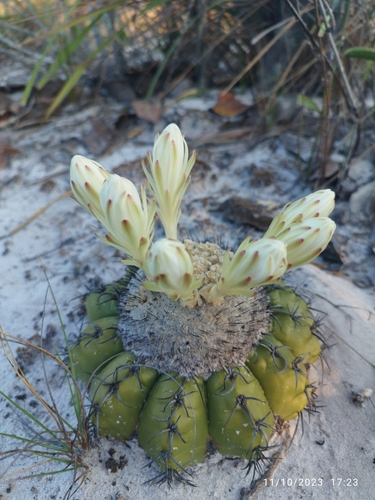 Discocactus pseudoinsignis