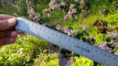 Ceanothus impressus nipomensis
