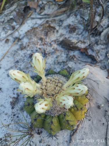 Discocactus pseudoinsignis
