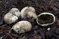 Handkea fumosa