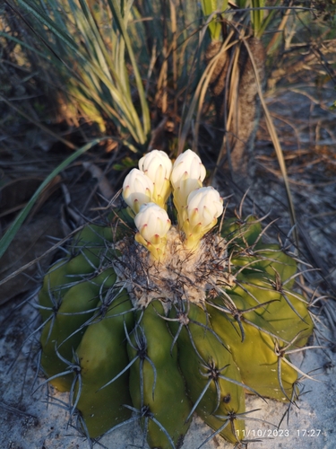Discocactus pseudoinsignis