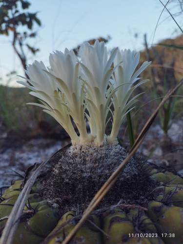 Discocactus pseudoinsignis