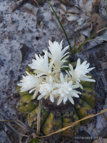 Discocactus pseudoinsignis
