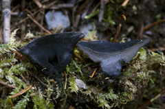 Pseudosarcosoma latahense