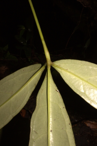 Anthurium zuluagae 3