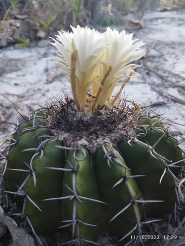 Discocactus pseudoinsignis