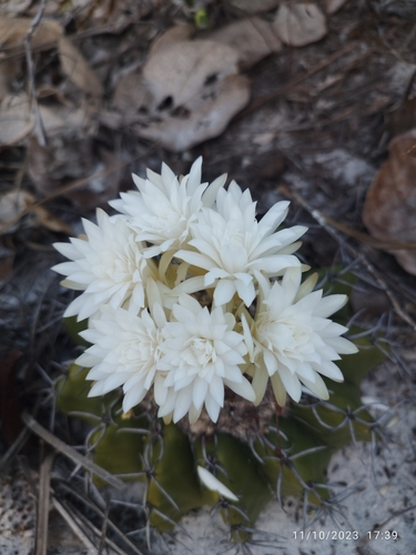 Discocactus pseudoinsignis