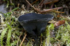 Pseudosarcosoma latahense