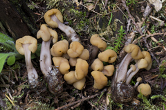 Cudonia monticola