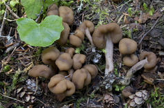Cudonia monticola