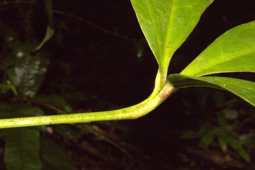 Anthurium zuluagae 2