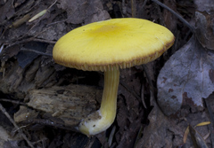 Pluteus fulvibadius
