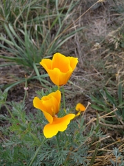 Eschscholzia californica