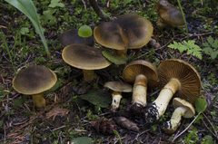 Cortinarius clandestinus