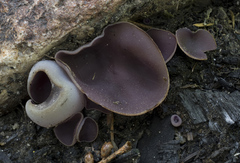 Daleomyces petersii