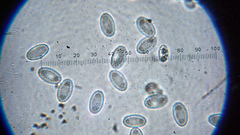 Daleomyces petersii