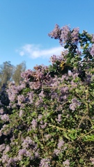 Ceanothus impressus nipomensis