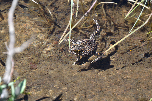 iNaturalist observation photo of Yosemite Toad