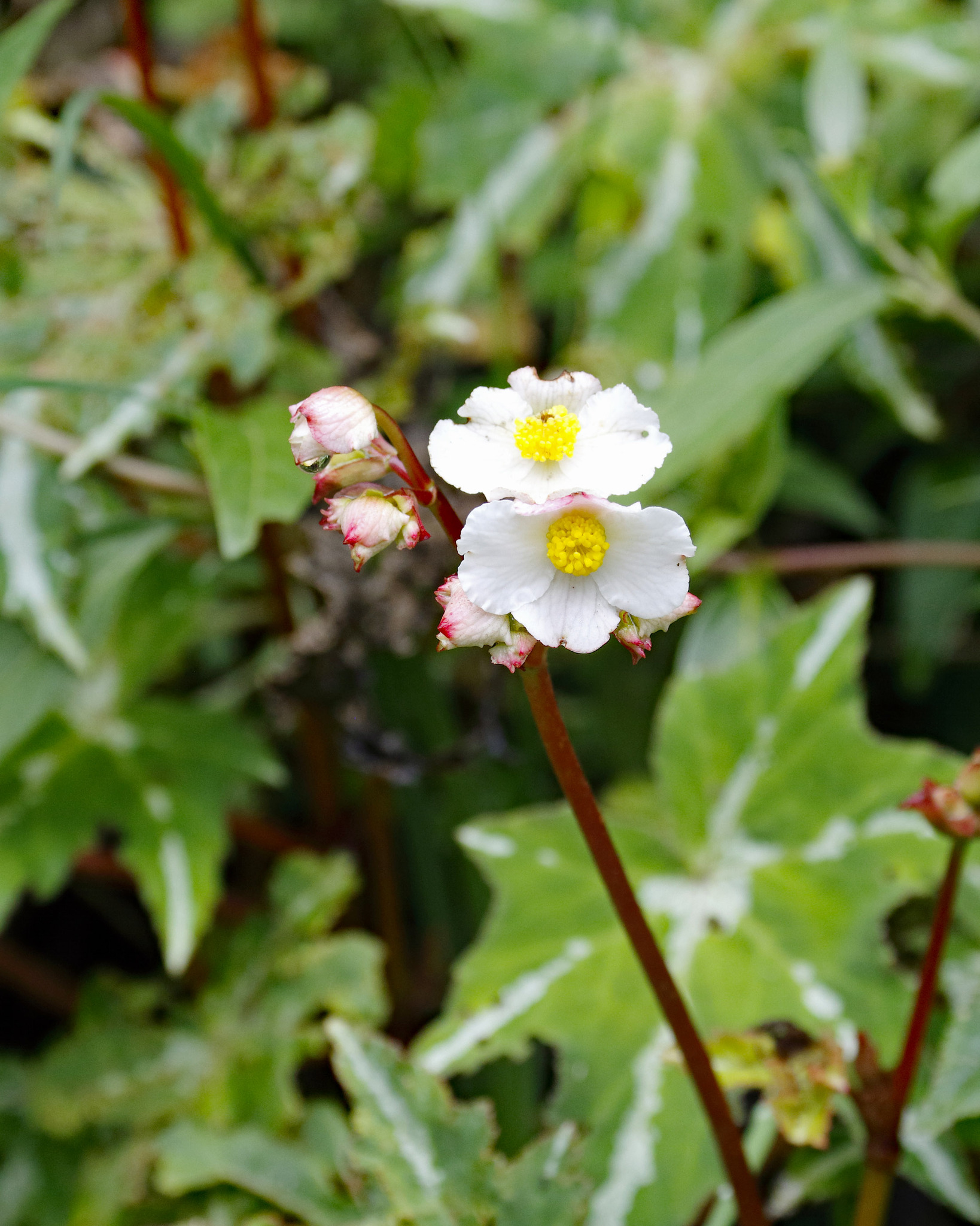 Begonia image