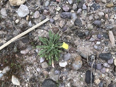 Oenothera primiveris